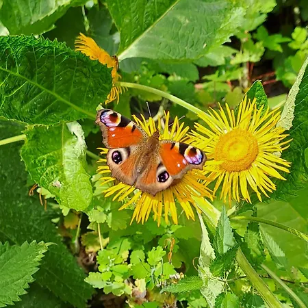 Apartmán Oase In Mitten Der Stadt *