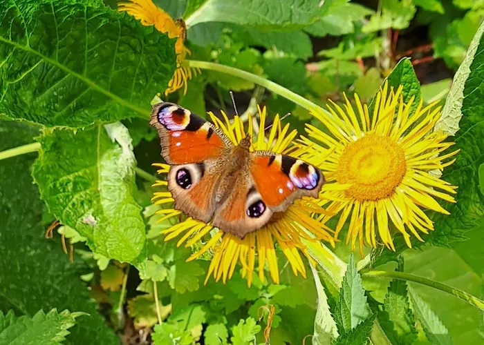 Апартаменты Oase In Mitten Der Stadt *